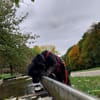 Platz als Zweithund gesucht