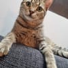 Zuhause gesucht für Jessi