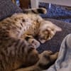Zuhause gesucht für Jessi