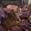 Zuhause gesucht für Jessi