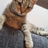 Zuhause gesucht für Jessi
