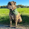 BRODY  Gute Laune auf vier Beinen