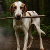 Cooper sucht sein Für-Immer-Zuhause!