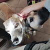 CHUSU * sanfter, freundlicher Hundejunge