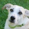 CHUSU * sanfter, freundlicher Hundejunge