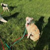 CHUSU * sanfter, freundlicher Hundejunge