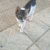 Adriano aus dem Tierschutz
