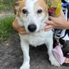 Ruhige kleine Hundedame Latka