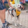 LUCERA-SPORTLICHE,LEBENSFROHE HÜNDIN