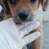 LUCY - (verspielt, neugierig, liebevoll