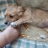 LUCY - (verspielt, neugierig, liebevoll