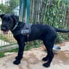 TITOU PAA23081