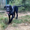 TITOU PAA23081