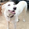 ELMA (Rescate)