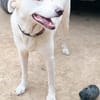ELMA (Rescate)