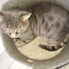 Vaillant chat adulte fiv