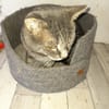 Vaillant chat adulte fiv