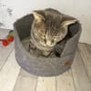 Vaillant chat adulte fiv
