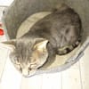 Vaillant chat adulte fiv