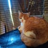 Aston chaton roux et blanc