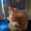 Aston chaton roux et blanc