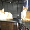 Aston chaton roux et blanc