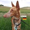 Xenon - Bildschöner Podenco