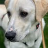 Mia - verschmust und kuschelbedürftig