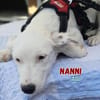 Nanni - lebhafte, süße Fellnase