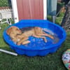Cindy sucht eine neue Familie