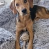 Cindy sucht eine neue Familie