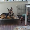 Schäferhund Liebhaber aufgepasst 🙏