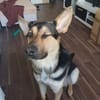 Schäferhund Liebhaber aufgepasst 🙏