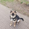 Schäferhund Liebhaber aufgepasst 🙏