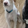 Pippo sucht sein Für-Immer-Körbchen