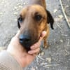 Liebenswerter Senior sucht Nähe