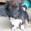 Charmanter Bobi sucht Familie