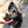 Charmanter Bobi sucht Familie