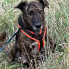 Laika sucht ihre Menschen
