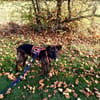 Laika sucht ihre Menschen