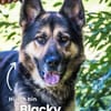 Blacky SI liebevoller Riese