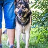 Blacky SI liebevoller Riese