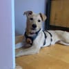 Zuhause gesucht für Hetty