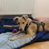 Zuhause gesucht für Hetty