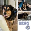 REMO -Lieb & unkompliziert-
