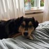 REMO -Lieb & unkompliziert-