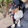 Liebenswerter Mogyo sucht euch