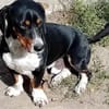 Liebenswerter Mogyo sucht euch