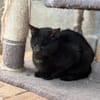 Bilnde abenteuerlustige Arya