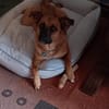Chica sucht ein Zuhause